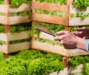 enquete grossistes cciamp