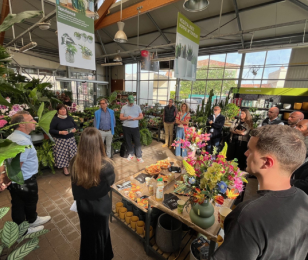 centaures jardinerie Delbard Ricard 1